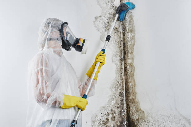 Best Insurance-Related Mold Remediation in Leland Grove, IL