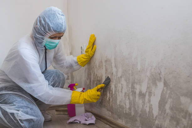 Best Attic Mold Remediation in Leland Grove, IL