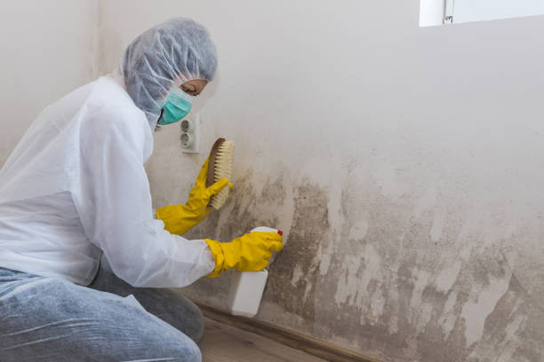 Leland Grove, IL Mold Remediation Company