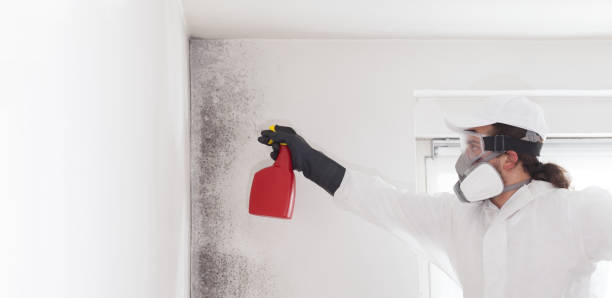 Best Kitchen Mold Remediation in Leland Grove, IL