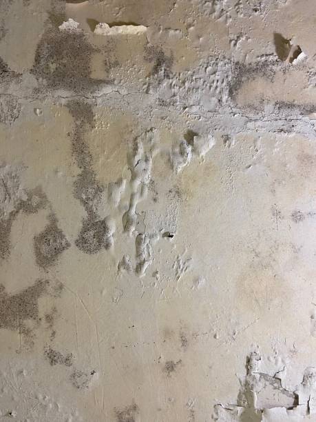 Best Black Mold Remediation in Leland Grove, IL
