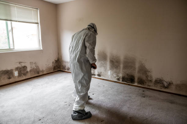 Best Basement Mold Remediation in Leland Grove, IL