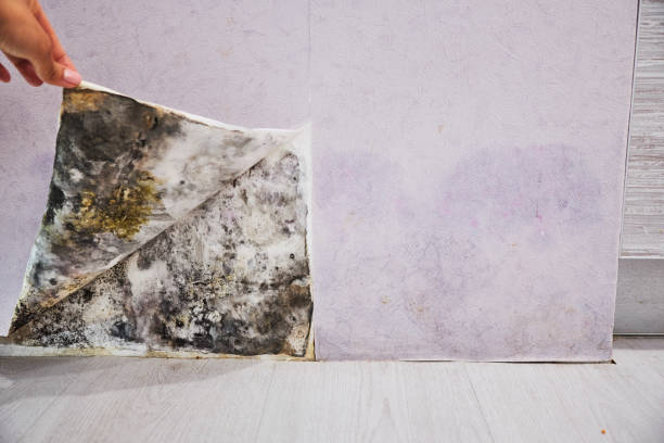 Best Mold Testing and Inspection Services in Leland Grove, IL